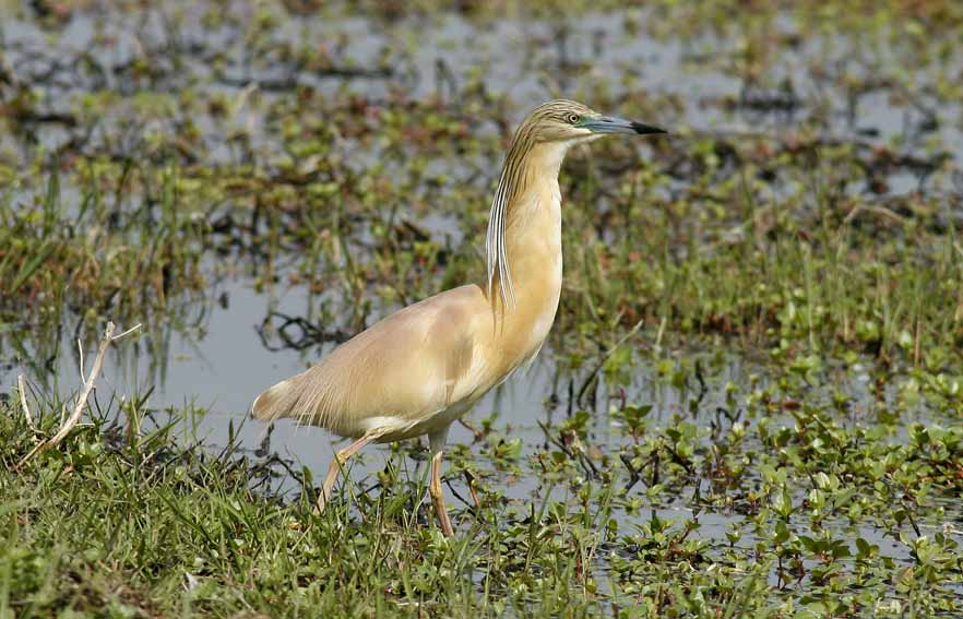 Sgarza ciuffetto - Ardeola ralloides